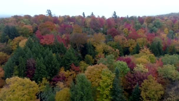 Drone aéreo: vuela lentamente sobre el dosel de los árboles a todo color en otoño en Vermont — Vídeo de stock