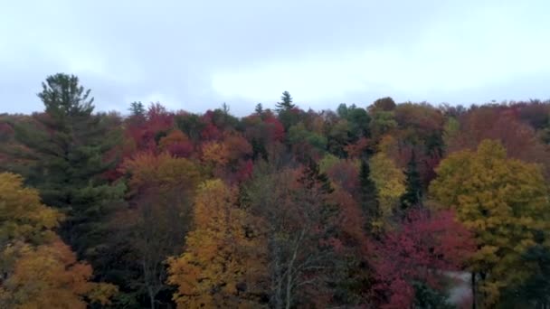 Letecká Drone - stromů sbírané na podzim ve Vermontu — Stock video