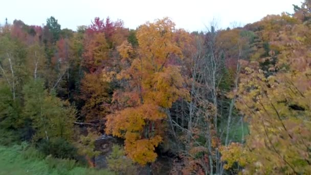 空中无人机----在佛蒙特州秋天以完全黄色的颜色飞入树 — 图库视频影像