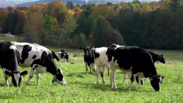 Holstein krávy se pasou na pastvině ve Vermontu