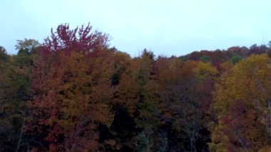 Hava Drone - Vermont sonbaharda Treetop düzeyinde sinek