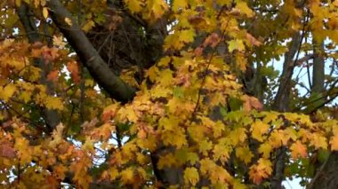 Vermont sonbahar renkleri sırasında geniş görüş rüzgar sarı hışırtı bırakır
