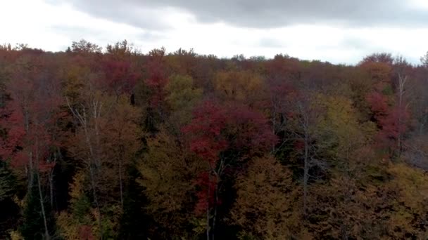 Drone aéreo: vuela sobre una mezcla de árboles coloridos y desnudos en otoño en Chittenden, Vermont — Vídeo de stock