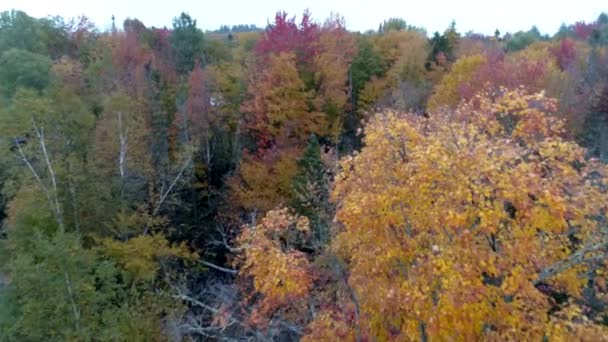 Aerial Drone - Fly Through Trees in Full Color While Others Are Bare in Fall in Vermont — Stock Video