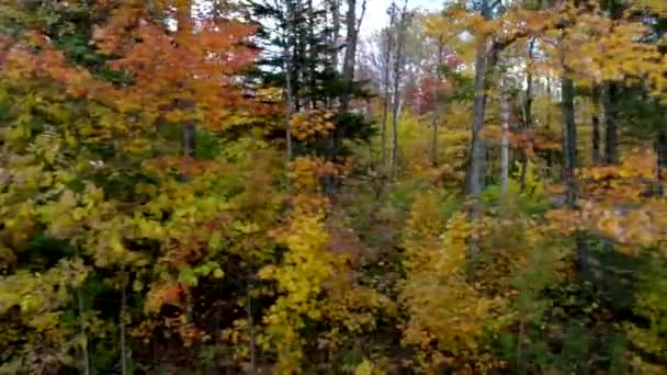 Pan a través del bosque con árboles coloridos en otoño en Chittenden, Vermont — Vídeos de Stock