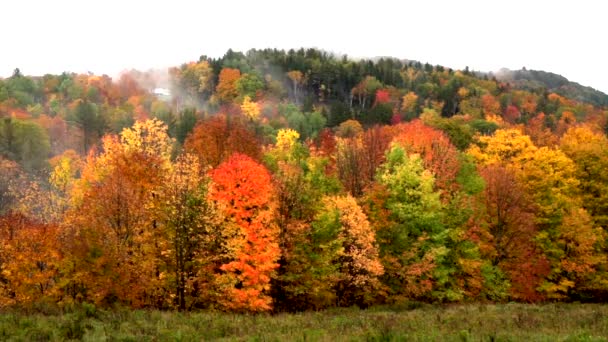 Espirales de niebla volar a través de árboles de naranja y amarillo colores de otoño de Vermont — Vídeos de Stock