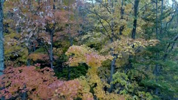空中无人机 佛蒙特州秋季满层树木在森林中升起 — 图库视频影像