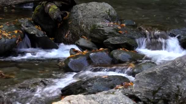 El agua que fluye sobre las rocas con hojas caídas en la corriente — Vídeo de stock