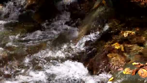 葉の上の水突入カバー小河川の岩 — ストック動画