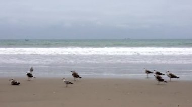 San Pedro, Ekvador - 15 Eylül 2018 - martılar sahilde.