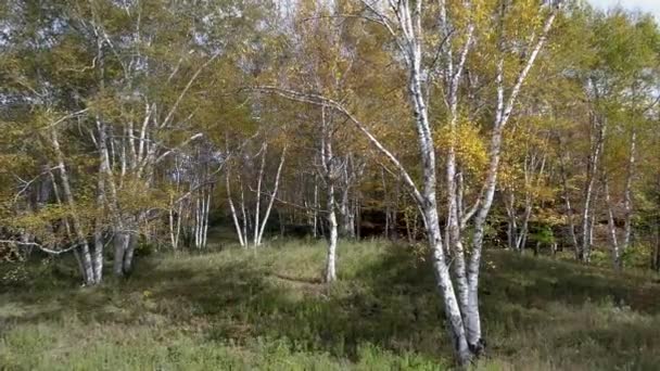 Luchtfoto Drone - vliegen door Cypress Grove in de herfst in Vermont. — Stockvideo