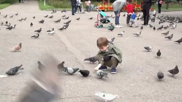 Алматы, Казахстан - 20170531 - Мальчик кормит голубей в парке . — стоковое видео