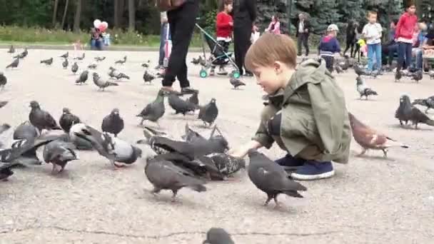 Almaty, Kazajstán - 20170531 - Niño enjambre de palomas en el parque . — Vídeos de Stock