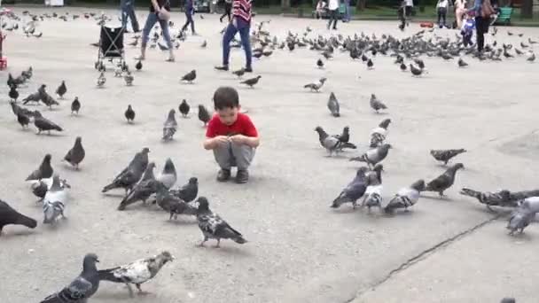 Almaty, Kazahsztán - 20170531 - fiú osztja az élelmiszer galambok Park. — Stock videók