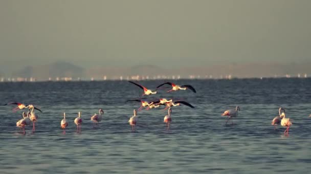 Flamingos take flight in marsh — Stock Video