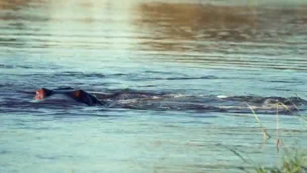 カバは水中で泳ぐし、彼の頭が水から上がり — ストック動画