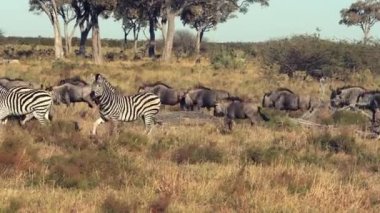 Zebralar ve Wildebeasts ovaları çalışan görülür
