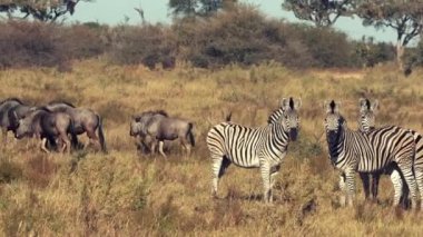 Zebralar ve Wildebeasts ovaları yürüyüş görülür