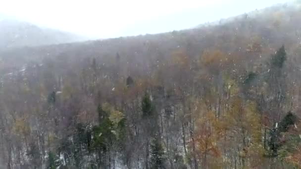 Luchtfoto Drone - Fly Over blote Forest in de sneeuw 4k rijden. — Stockvideo