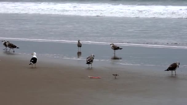 San Pedro, Ecuador-20180915-Sandpiper går förbi fiskmåsar på stranden. — Stockvideo