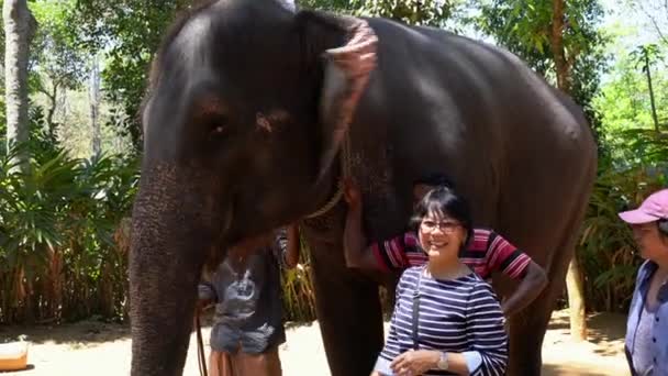 Cochin, India - 20180307 -  Two Tourists Pet Elephant. — Stock Video