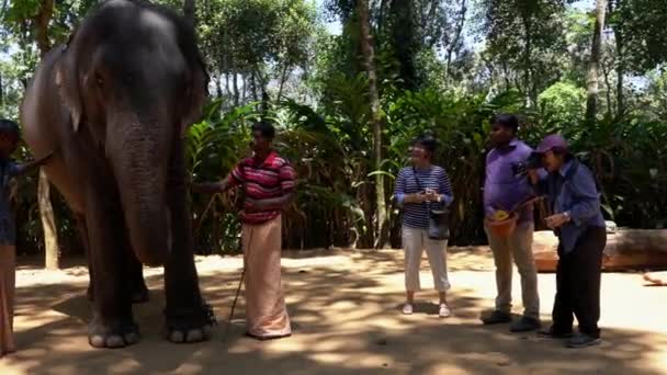 Cochin, India - 20180307 -  Two Tourists Feed Elephant. — Stock Video