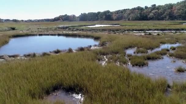 Drohne aus der Luft - niedrig über Sumpf fliegen und über kleinen Fluss fliegen 4k. — Stockvideo
