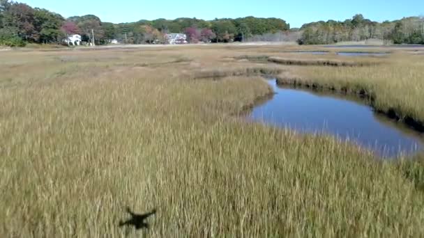 Drone aereo - Vola basso sopra palude che passa sopra l'erba e l'acqua con drone ombra in vista 4K . — Video Stock