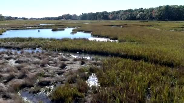 Drone aéreo Voe baixo sobre pântano passando sobre grama e água 4K . — Vídeo de Stock