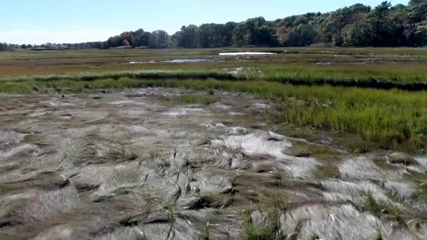 Luchtfoto Drone - vliegen laag Over Marsh passeren Over gras matten 4k. — Stockvideo