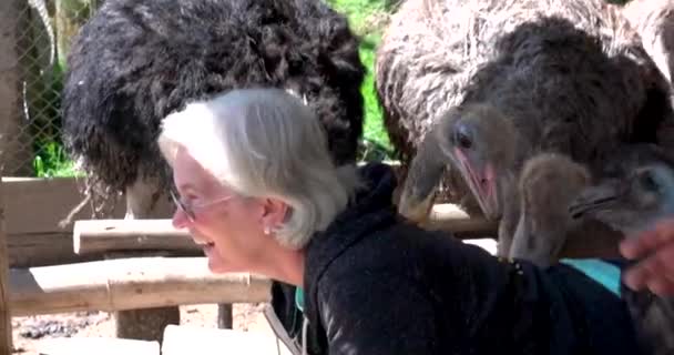 Paute, Equador - 20180602 - Vista frontal de avestruzes dando massagem de volta ao colher milho . — Vídeo de Stock