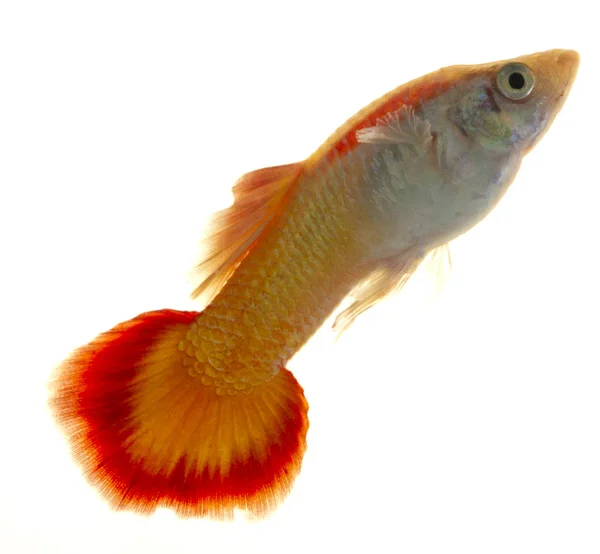 Colorful Guppy Fish Orange Patterned Tail Popular Freshwater Aquarium Fish — Stock Photo, Image