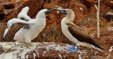 Mother and Baby Blue-Footed Boobies on Grand Seymore Island, Galapagos Islands, Ecuador clipart