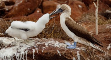 Anne ve bebek mavi ayaklı Boobies üzerinde Grand Seymore Island, Galapagos Adaları, Ekvador