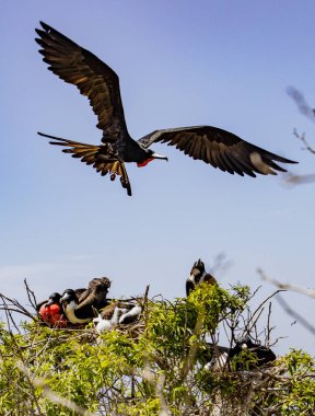 Male frigate bird flies over treetop filled with mated pairs and babies clipart