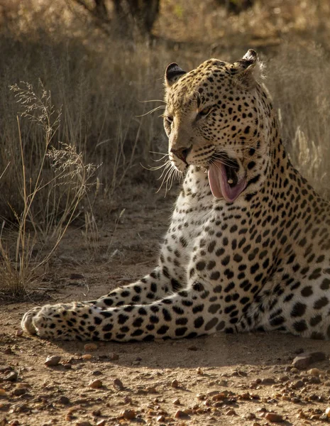 Perfil Leopardo Lamiéndose Cara Namibia — Foto de Stock