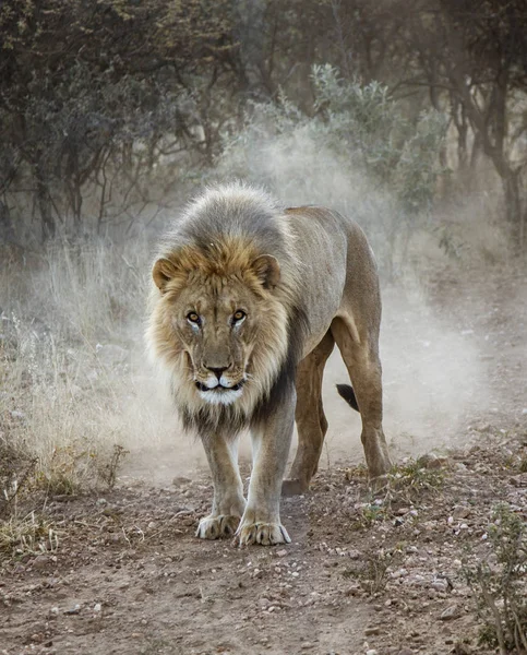 Gran León Macho Camina Desierto Namibia —  Fotos de Stock