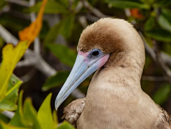 Közelkép Red Footed Booby Ról Isla San Cristobal Galapagos Szigetek — Stock Fotó