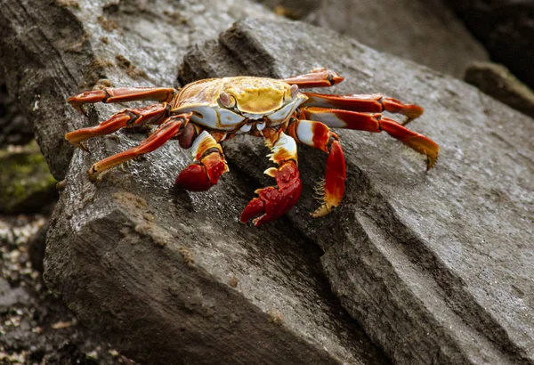 Crabe Des Pieds Légers Sally Sur Rocher Sur Isla Fernandina — Photo