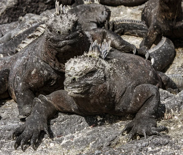 Tuz Yatakları Deniz Iguanas Başları Üzerinde Iguanas Sürekli Tükürme — Stok fotoğraf