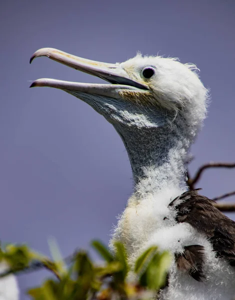 Babby Frigate Bird Waits Parent Return Food — Stock Photo, Image