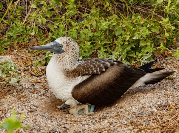 Azul Booby Mãe Sentado Pinto Ninho — Fotografia de Stock