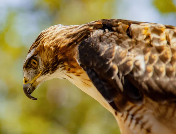 Red Tailed Hawk Peering Prey Out Frame — Stock Photo, Image