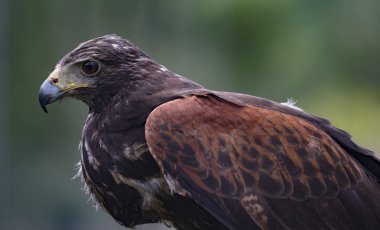 Olgunlaşmamış Siyah Göğüslü Şahin-Kartal kafası Ekvador 'daki bir kuş kurtarma merkezinde.