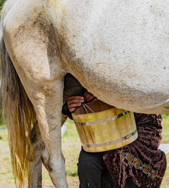 O bir at tahta bir kova içine süt gibi kadının elleri görülebilir