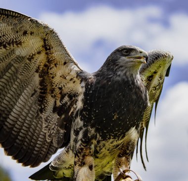 Kara Göğüslü Akbaba-Kartal bölgesini Ekvador 'daki bir kuş kurtarma merkezinde araştırıyor.