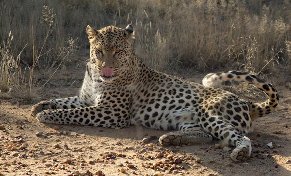 Luipaard Liggend Modder Namibië — Stockfoto