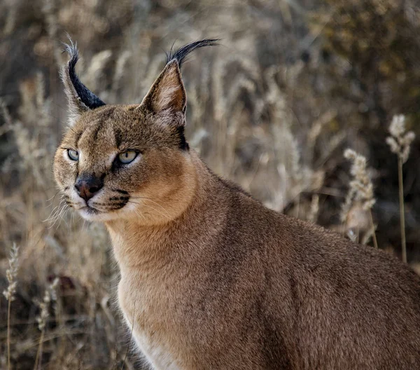 Caracal cat scans his surroundings for food