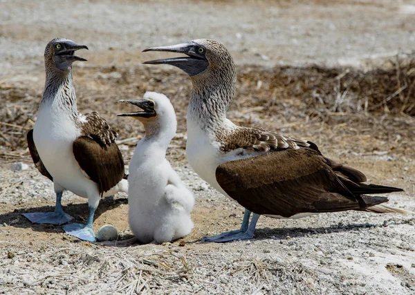 Two Adult Blue Footed Boobies Almost Fully Grown Chick — Stock Photo, Image