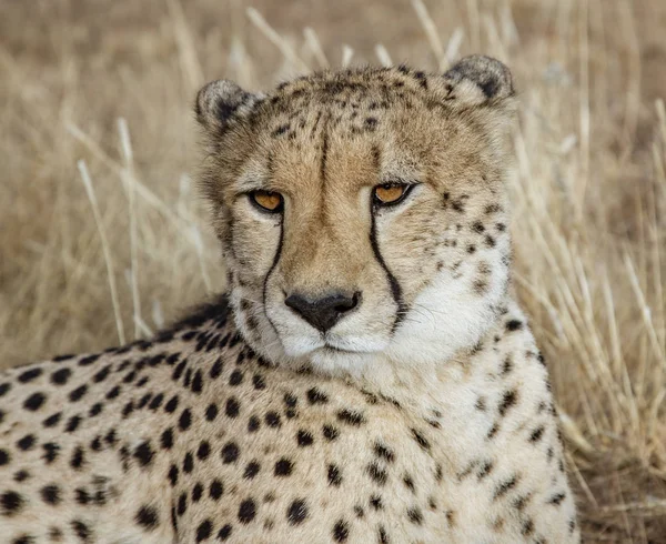 Cheetah Adulto Encontra Grama Seca Namíbia — Fotografia de Stock